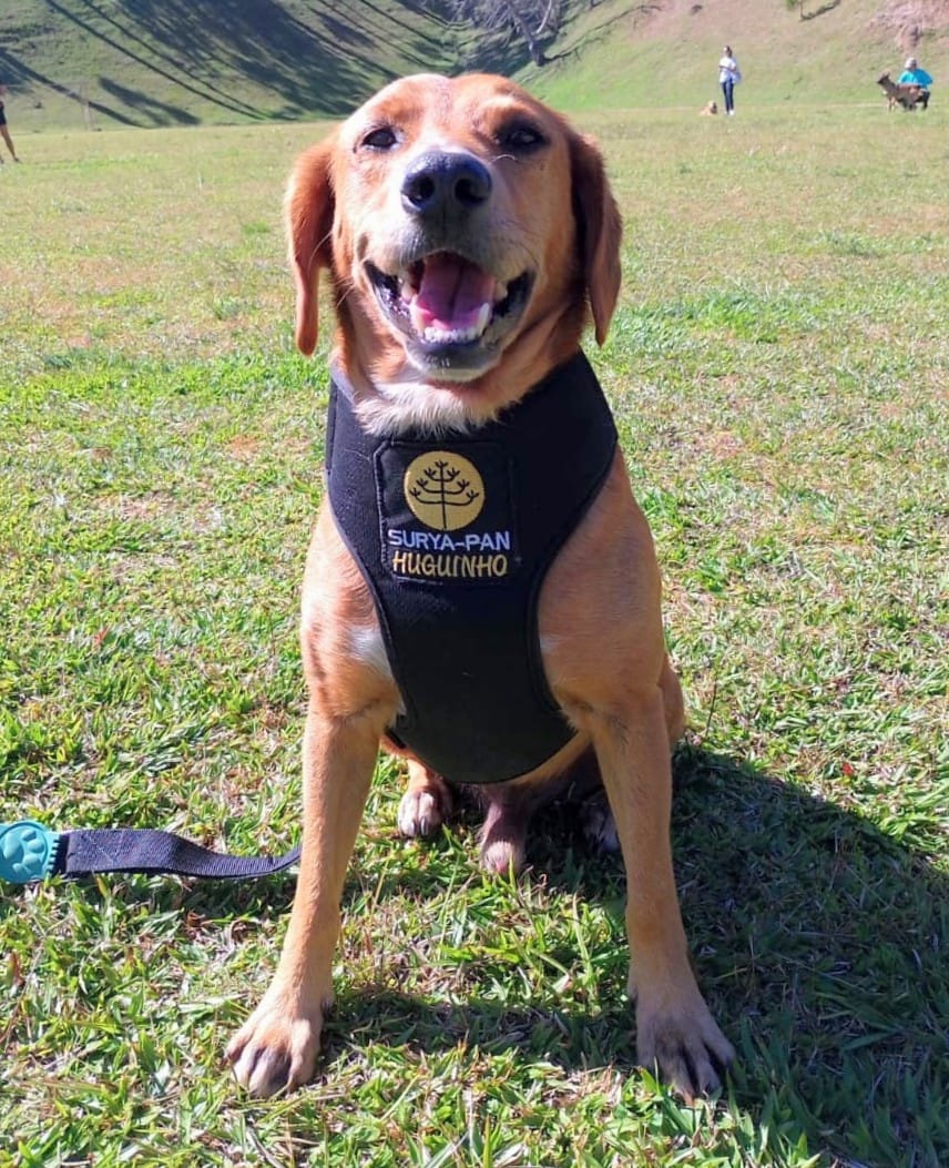 Huguinho, o Cãocierge do Surya-Pan